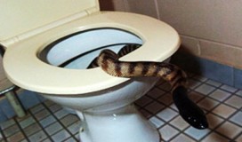 Dok je muškarac sjedio na WC šolji, zmija ga ujela za “ponos”!