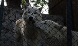 Vuk odgrizao dječaku dio prsta u beogradskom Zoo vrtu