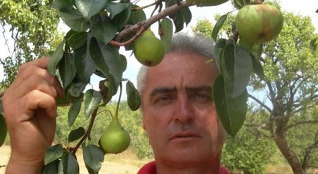 Jabuka rodila na stablu kruške