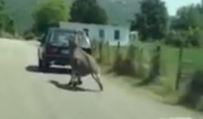 Krivična prijava zbog mučenja magarca u Crnoj Gori (VIDEO)
