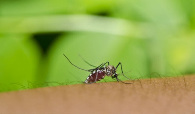 Deset žrtava virusa Zapadnog Nila u Srbiji
