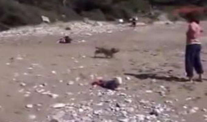Pas spasio bebu od utapanja (VIDEO)