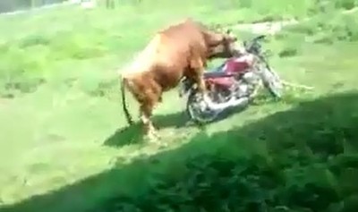 Evo šta se desi kad mladi bik naleti na motocikl (VIDEO)