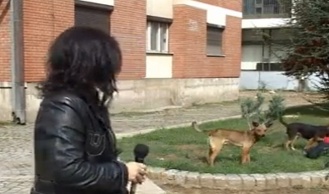 Novi internet hit zbog kojeg ćete plakati od smijeha: Kučiki mi odnesoše torbu! (VIDEO)