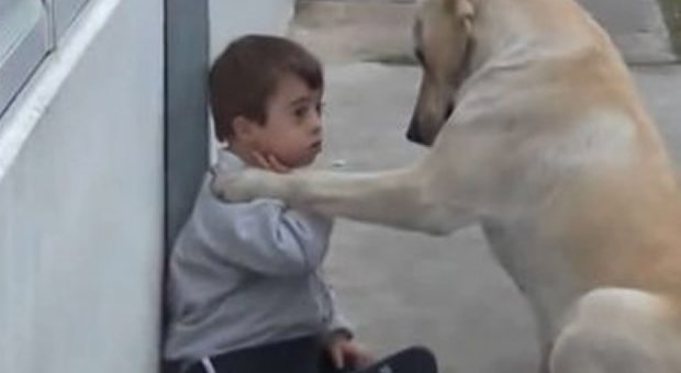 Snimak od kojeg ćete se istopiti: Labrador, dječak, Daunov sindrom i ljubav (VIDEO)