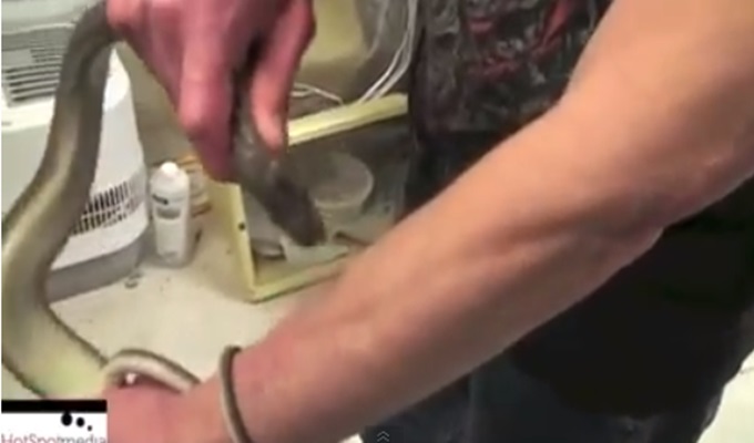 Pogledajte kako zmija ujeda čovjeka koji tvrdi da je imun na njihove najsmrtonosnije otrove (VIDEO)