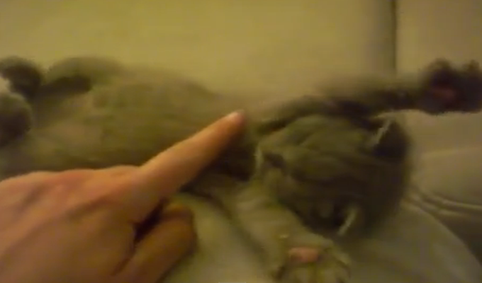 Životinje: Snimak koji će vas nasmijati do suza (VIDEO)