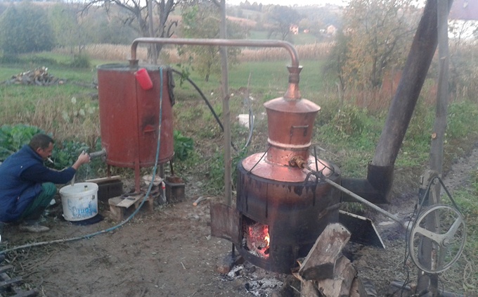 Nezapamćen rod šljive u Teočaku: Zbog slabe potražnje većina plodova završila u rakiji (FOTO)
