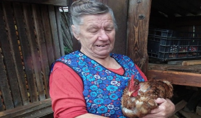 Je li horoz ili kokoš: Pero ujutro kukuriče, a popodne nosi jaja?