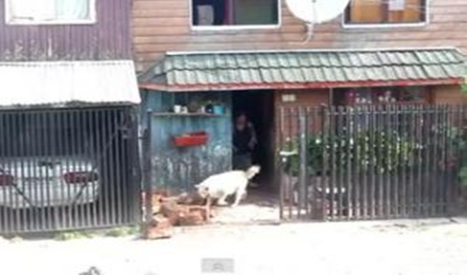 Pas sa vlasnicima unosi drva u kuću (VIDEO)