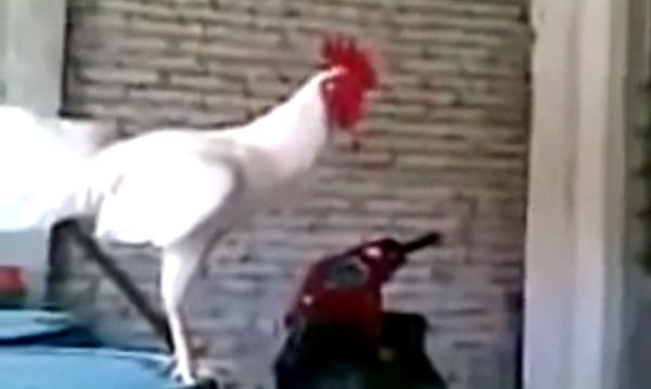 Pogledajte: Umjesto da pjeva, pijetao ‘umire od smijeha’ (VIDEO)