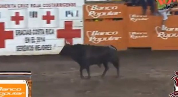 Bik je curi omogućio da se vine u visine (VIDEO)
