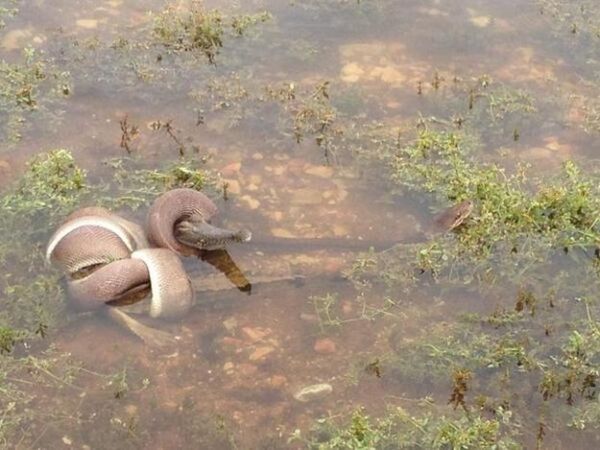 Ovako izgleda dvoboj između zmije i krokodila: Šta mislite ko je jači? (VIDEO)