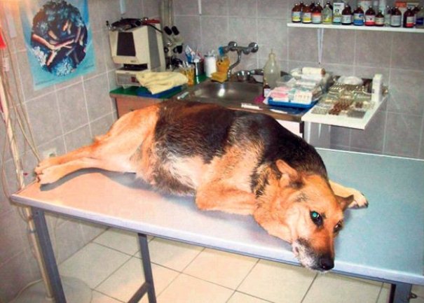 Crna Gora: Uhapšen muškarac koji je silovao psa