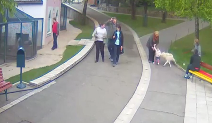 Objavljen snimak napada vuka na djevojčicu u zoološkom vrtu u Beogradu (VIDEO)