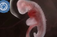 Pogledajte neoborivi dokaz da je Kur'an Božija riječ (VIDEO)