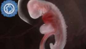 Pogledajte neoborivi dokaz da je Kur'an Božija riječ (VIDEO)