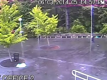 Evo zašto se ne skrivamo ispod drveta kada grmi! (VIDEO)