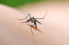 Zvornik: Higijensko-epidemiološka situacija stabilna, naredne sedmice zaprašivanje komaraca