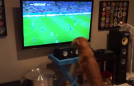 Pogledajte kako je jedan pas doživio utakmicu BiH – Argentina (VIDEO)