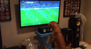 Pogledajte kako je jedan pas doživio utakmicu BiH – Argentina (VIDEO)