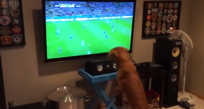 Pogledajte kako je jedan pas doživio utakmicu BiH – Argentina (VIDEO)