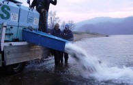 Poribljavanje jezera Sniježnica: U jezero pušteno oko 10.000 komada šarana, soma i amura